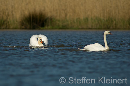 023 Höckerschwäne im Angriff (Cygnus olor)